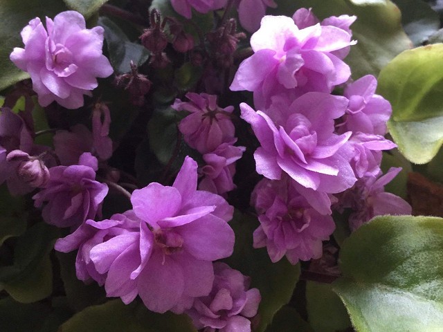 African Violet - Happy Trails African Violet - Happy Trails